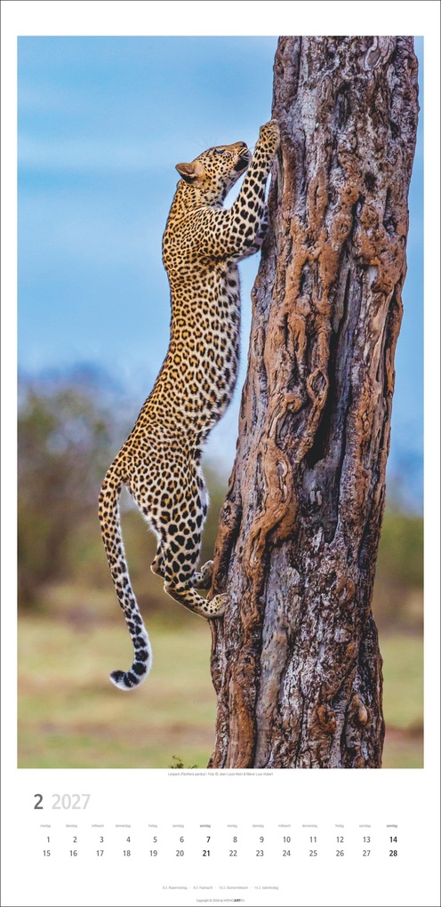 Weitere Ansicht: Big Cats Kalender 2027