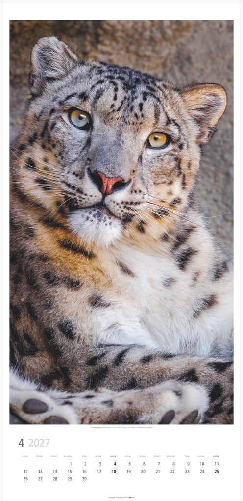 Weitere Ansicht: Big Cats Kalender 2027