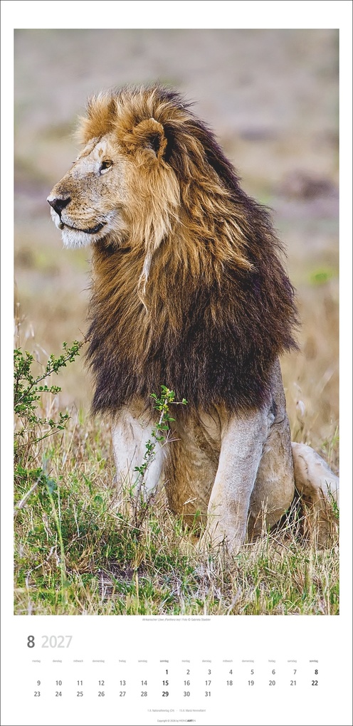 Weitere Ansicht: Big Cats Kalender 2027