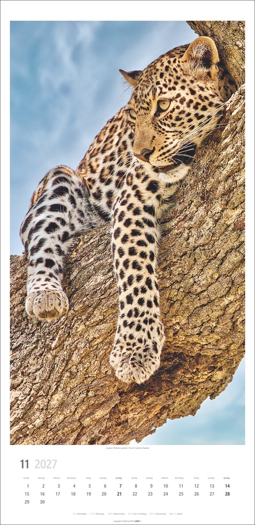 Weitere Ansicht: Big Cats Kalender 2027