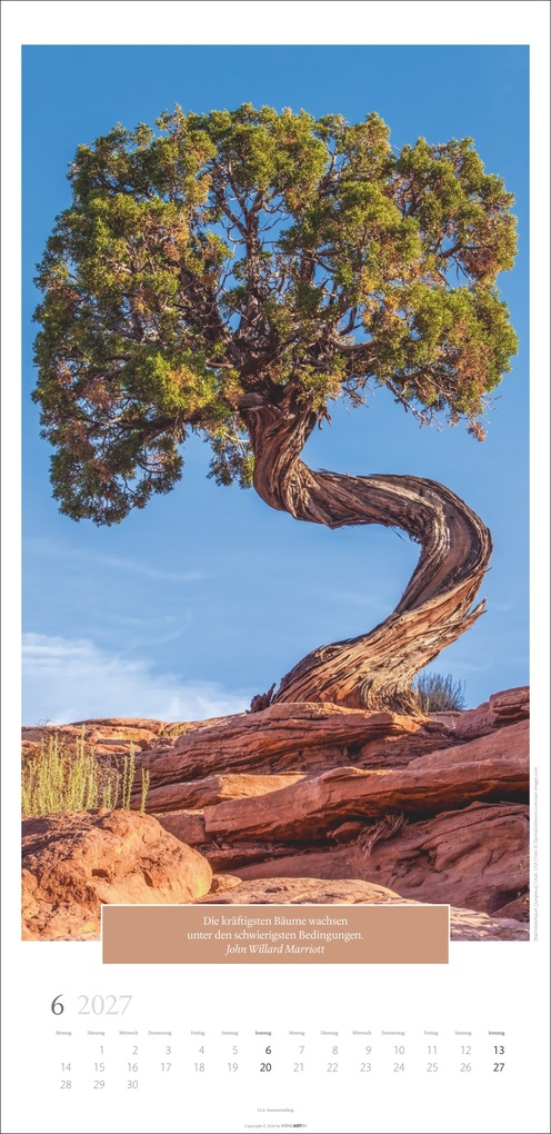 Weitere Ansicht: Wunderwelt der Bäume Kalender 2027