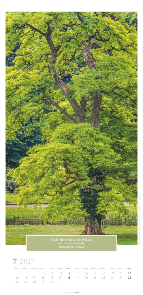 Weitere Ansicht: Wunderwelt der Bäume Kalender 2027