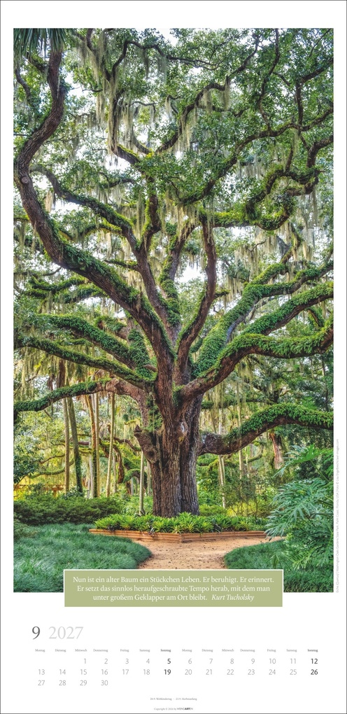 Weitere Ansicht: Wunderwelt der Bäume Kalender 2027