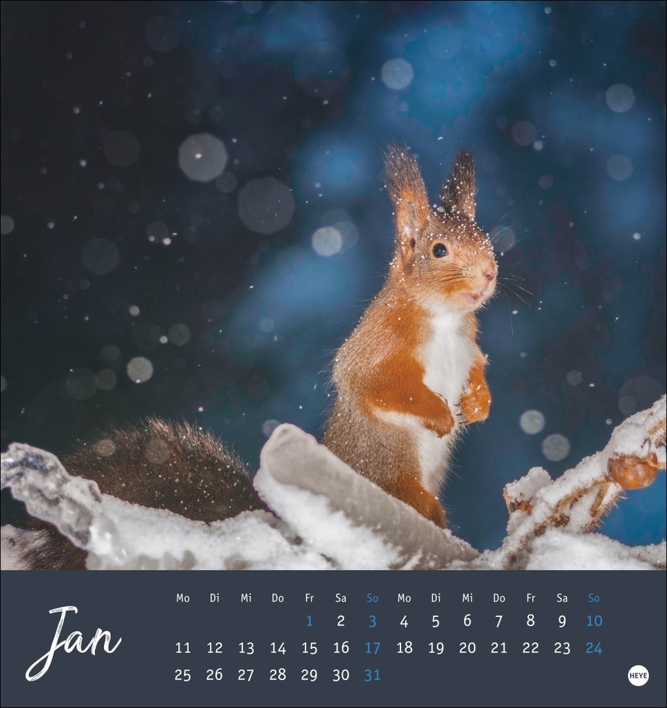 Weitere Ansicht: Eichhörnchen Postkartenkalender 2027
