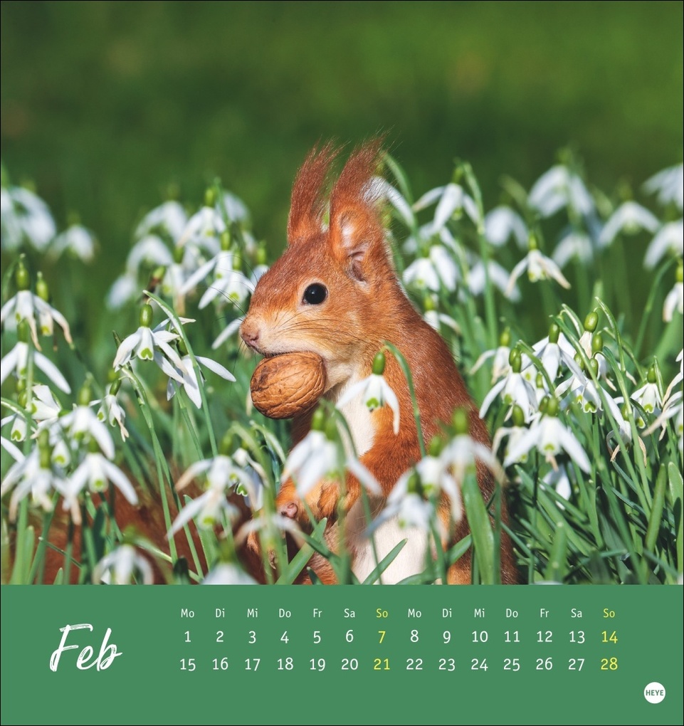 Weitere Ansicht: Eichhörnchen Postkartenkalender 2027