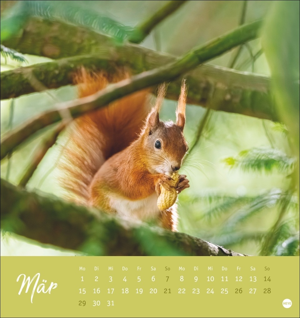 Weitere Ansicht: Eichhörnchen Postkartenkalender 2027