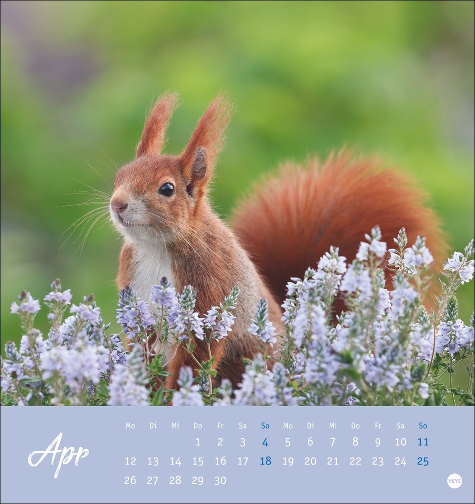 Weitere Ansicht: Eichhörnchen Postkartenkalender 2027