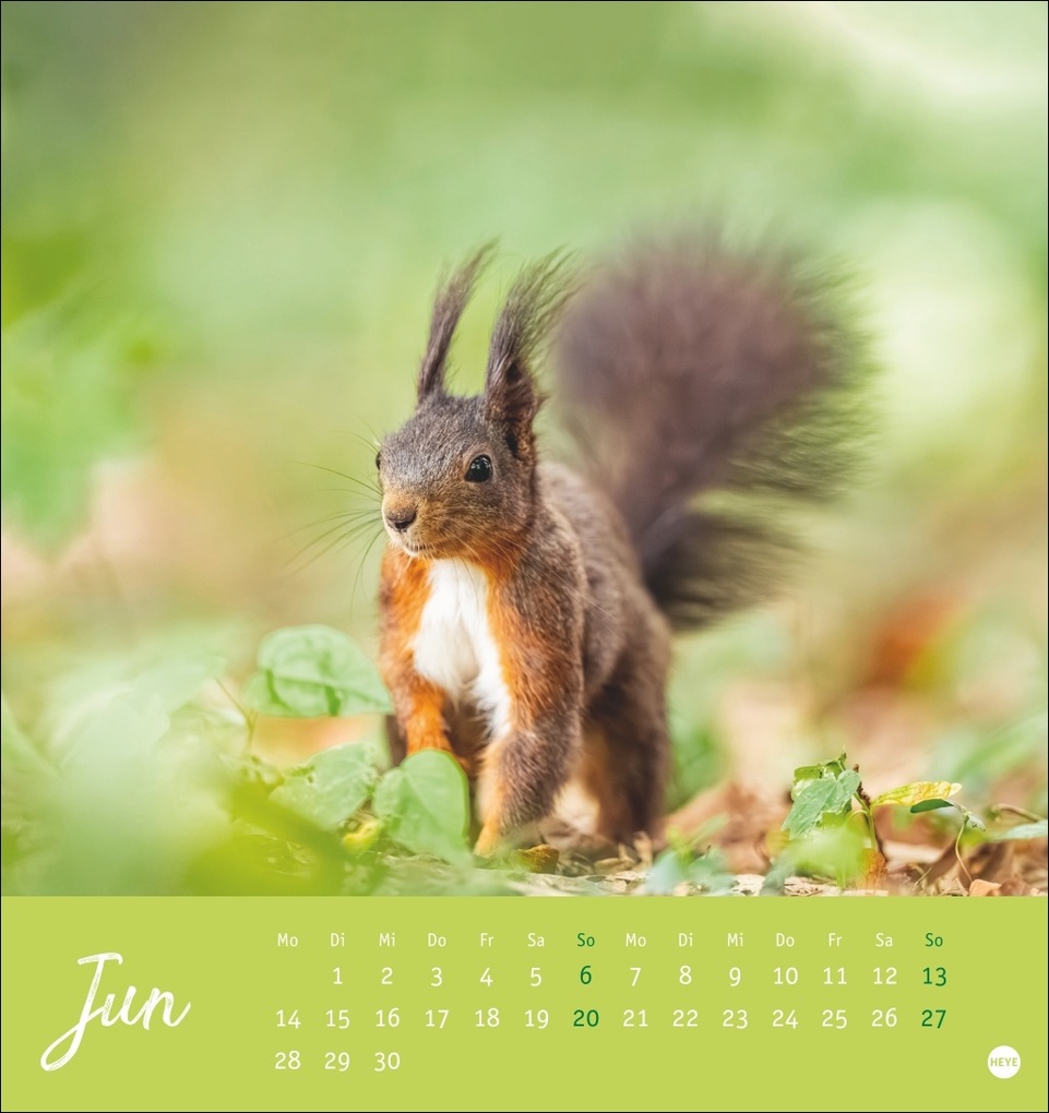 Weitere Ansicht: Eichhörnchen Postkartenkalender 2027