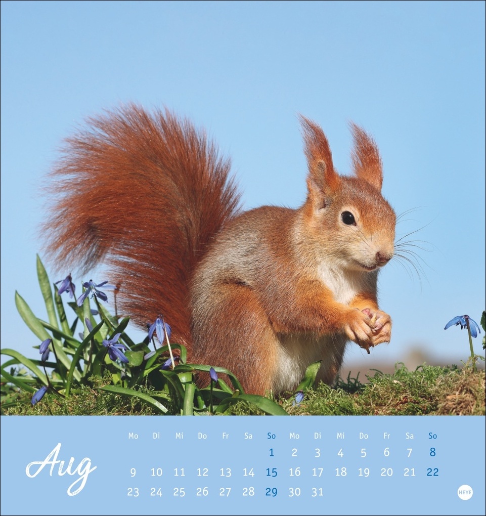 Weitere Ansicht: Eichhörnchen Postkartenkalender 2027