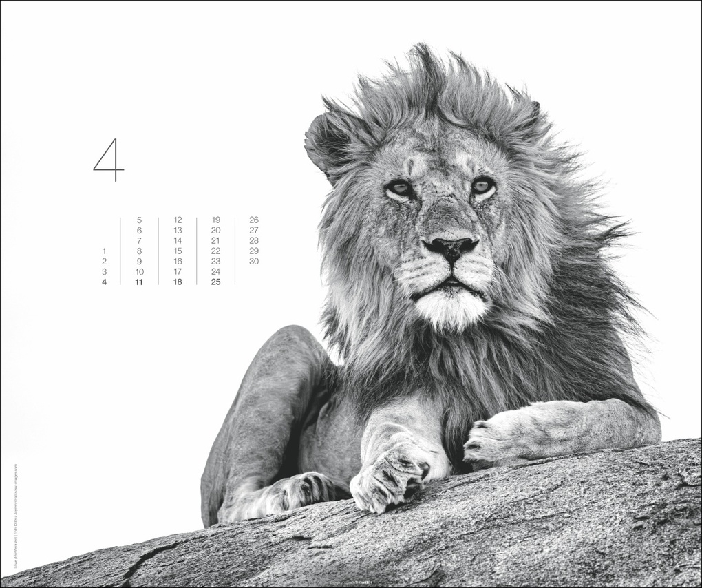 Weitere Ansicht: Black & White Animals 2027