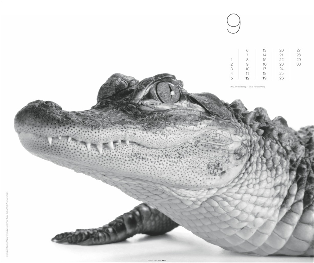 Weitere Ansicht: Black & White Animals 2027