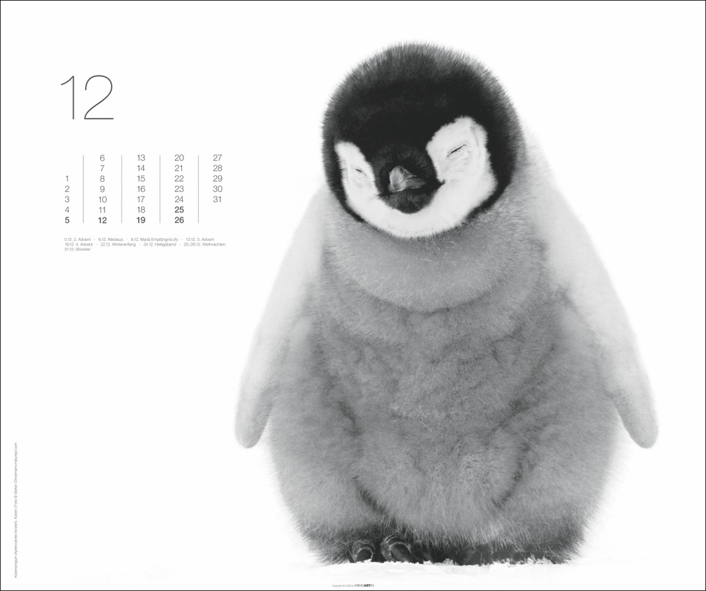 Weitere Ansicht: Black & White Animals 2027