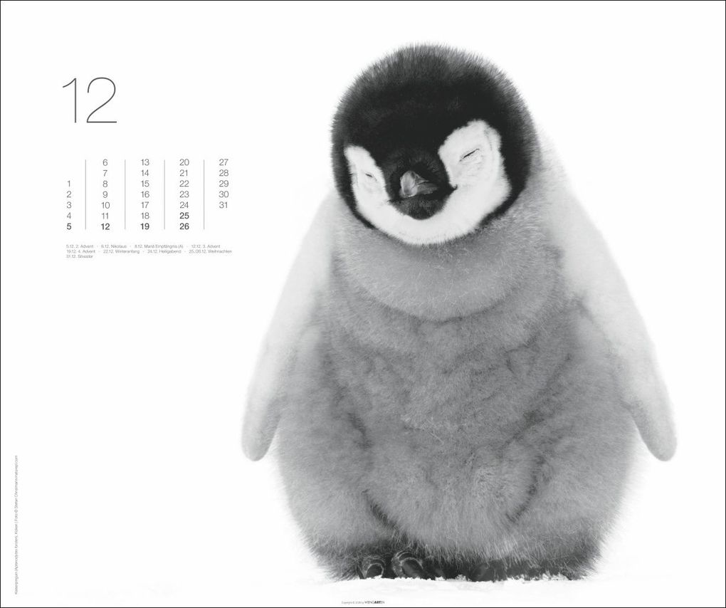 Weitere Ansicht: Black & White Animals 2027