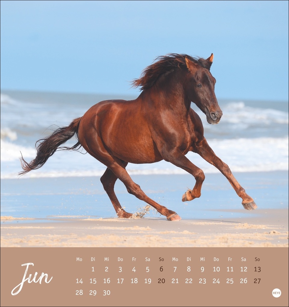 Weitere Ansicht: Pferde Postkartenkalender 2027 - Starke Freunde