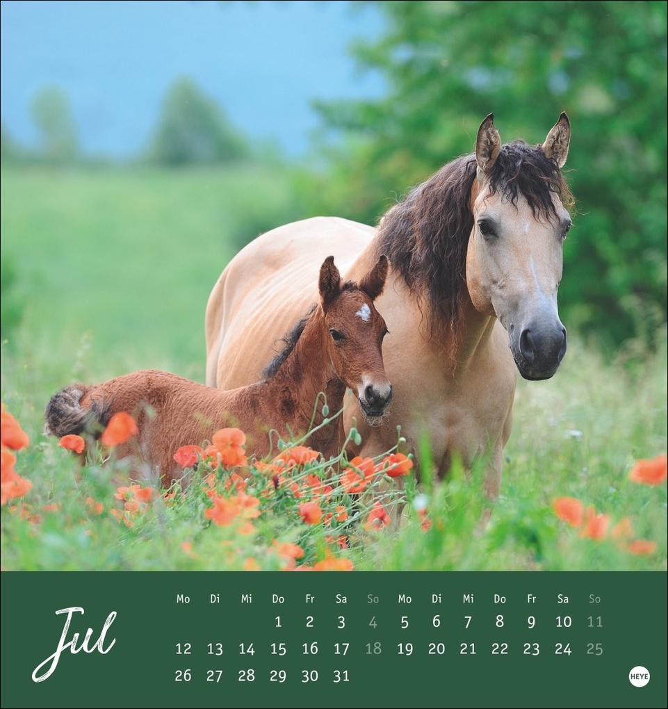 Weitere Ansicht: Pferde Postkartenkalender 2027 - Starke Freunde