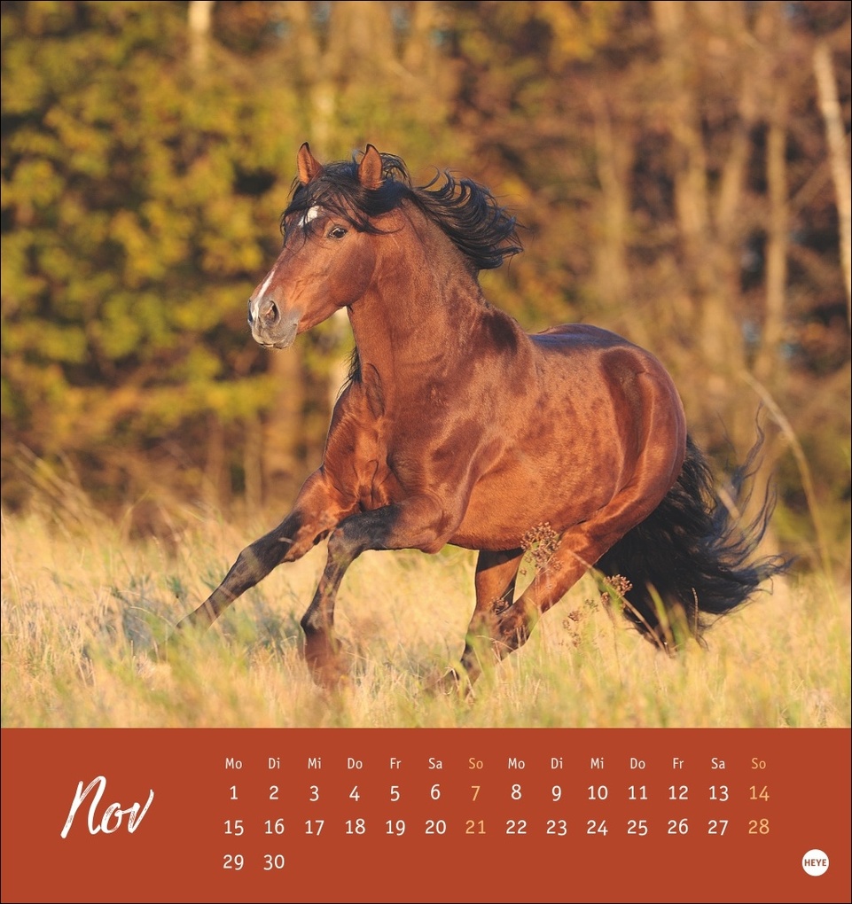Weitere Ansicht: Pferde Postkartenkalender 2027 - Starke Freunde