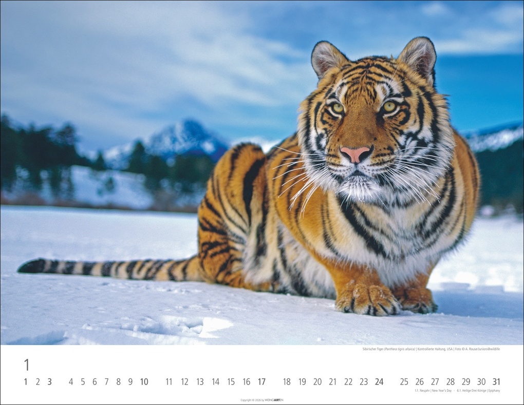 Weitere Ansicht: Tiger Kalender 2027