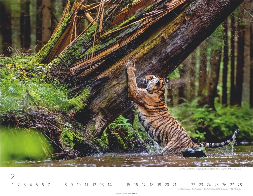 Weitere Ansicht: Tiger Kalender 2027