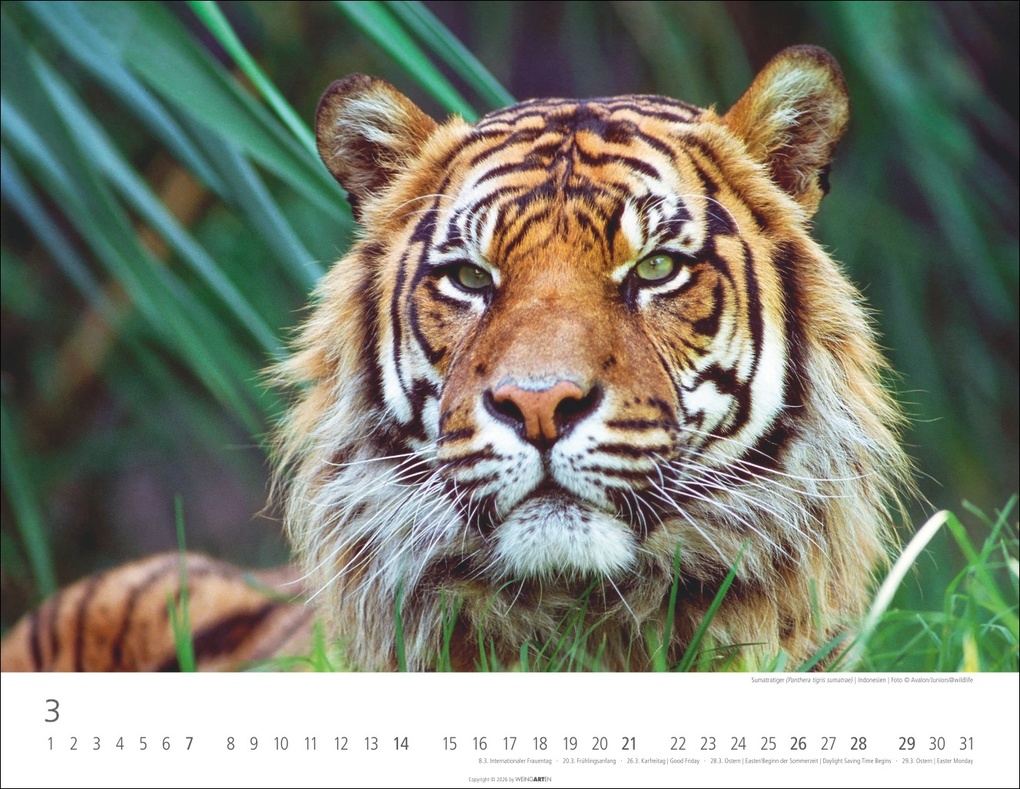 Weitere Ansicht: Tiger Kalender 2027
