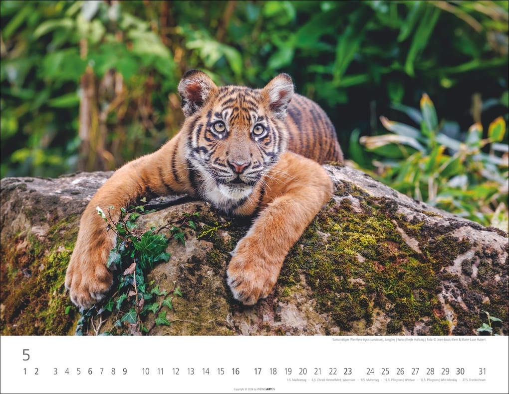 Weitere Ansicht: Tiger Kalender 2027
