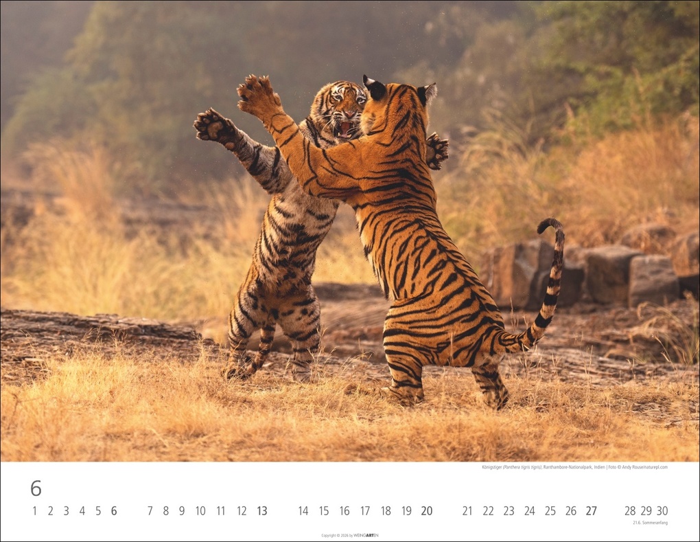 Weitere Ansicht: Tiger Kalender 2027