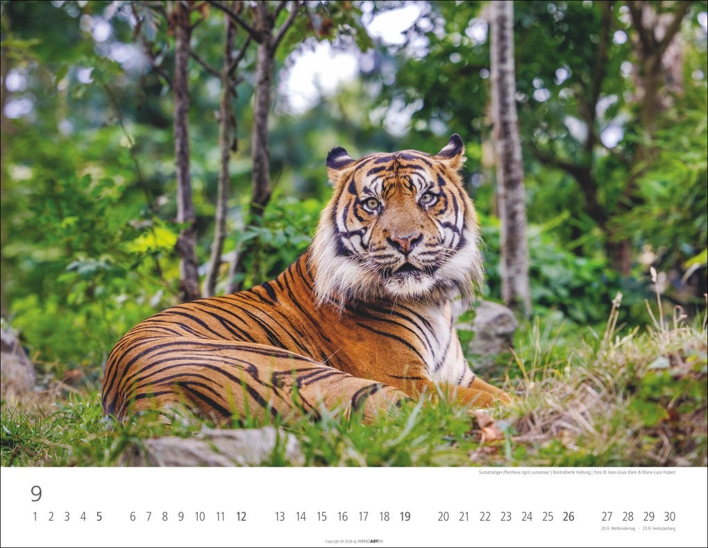 Weitere Ansicht: Tiger Kalender 2027