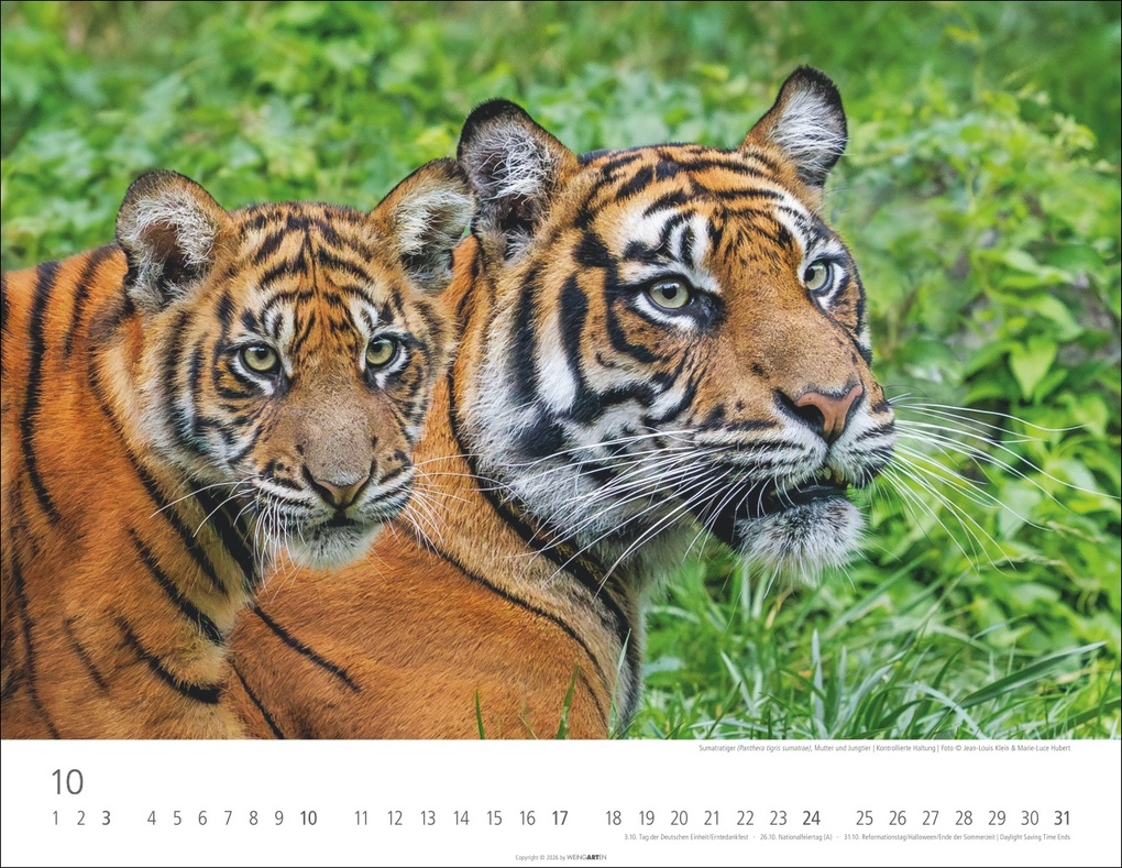 Weitere Ansicht: Tiger Kalender 2027