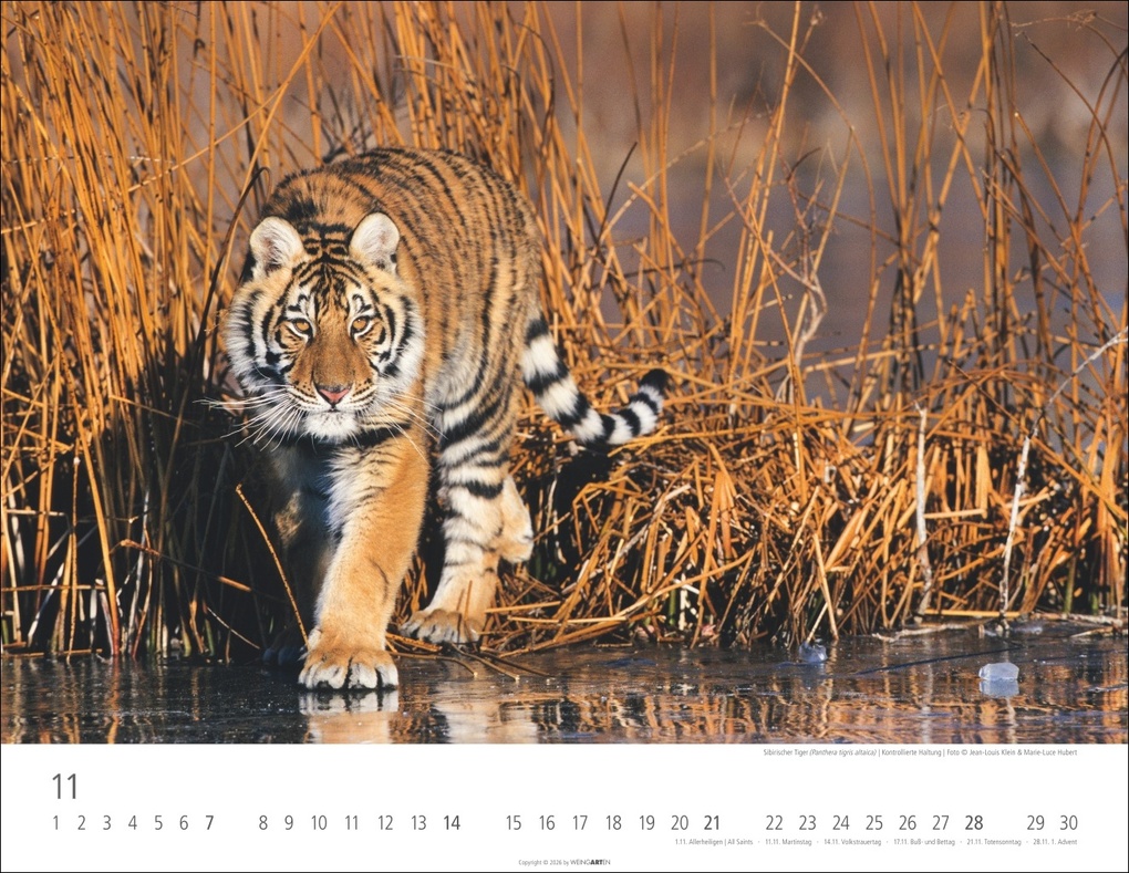 Weitere Ansicht: Tiger Kalender 2027
