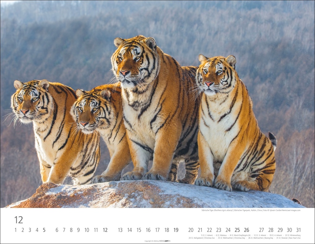 Weitere Ansicht: Tiger Kalender 2027