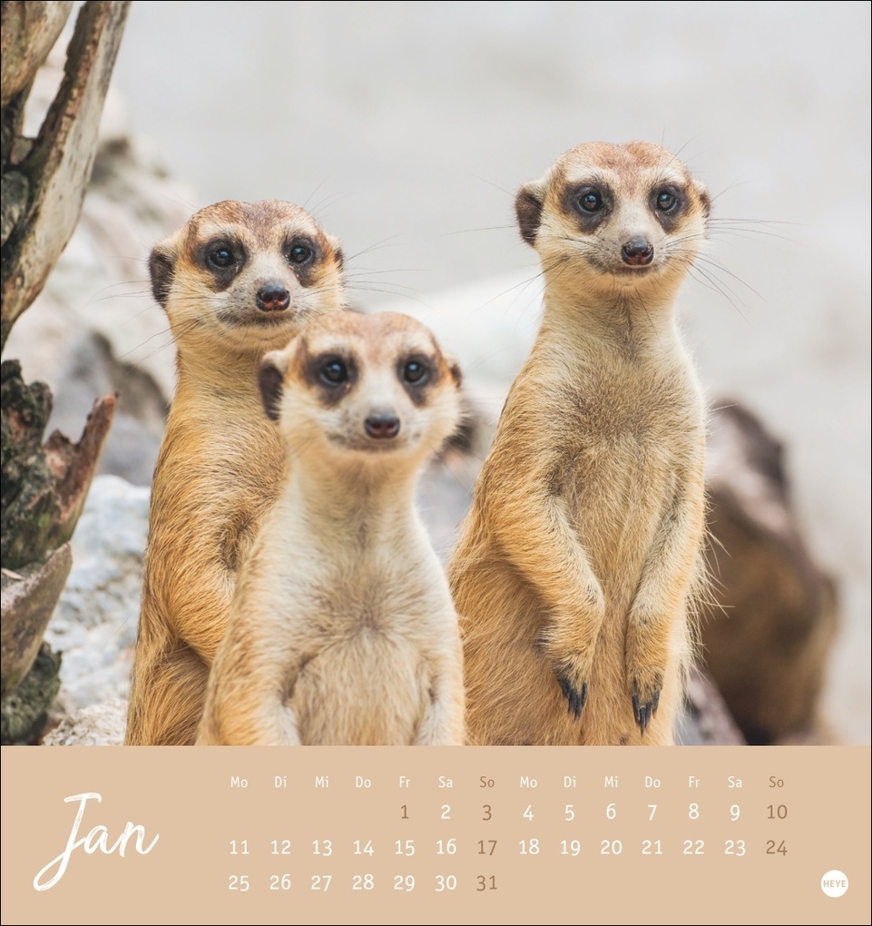 Weitere Ansicht: Erdmännchen Postkartenkalender 2027