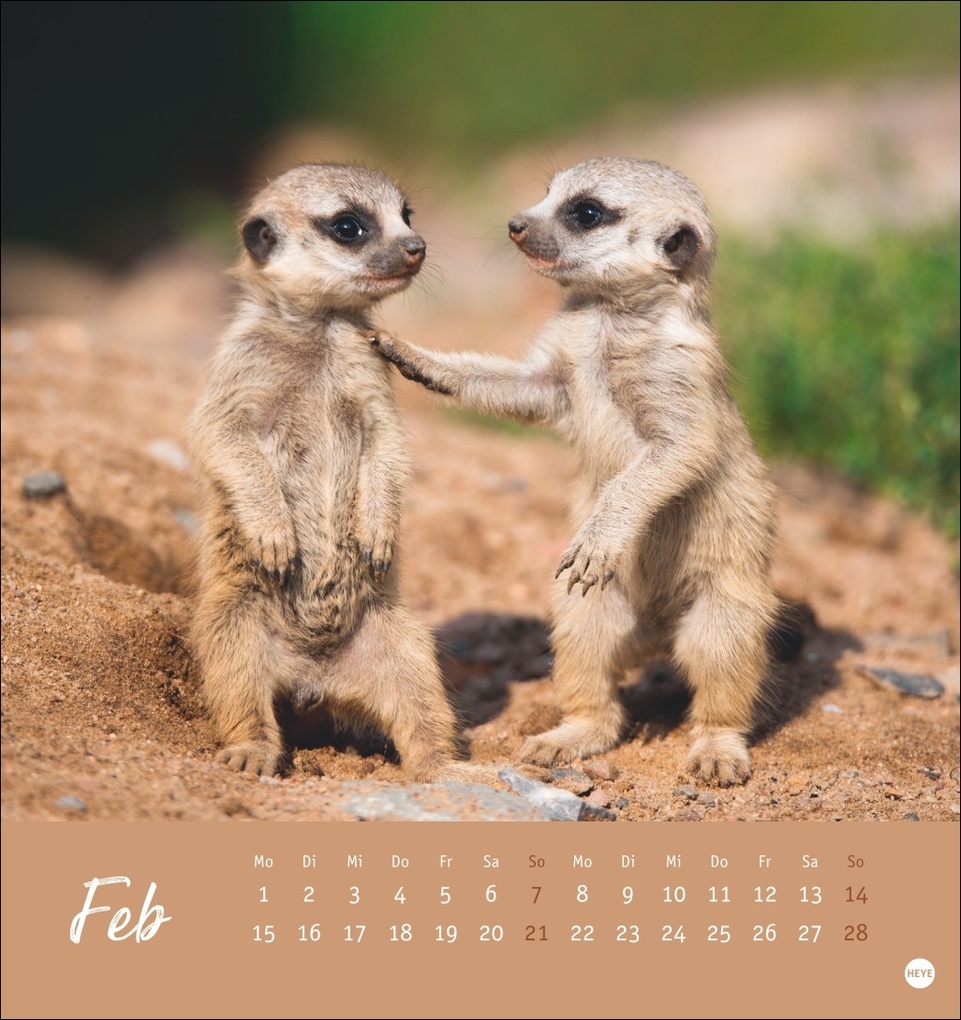 Weitere Ansicht: Erdmännchen Postkartenkalender 2027