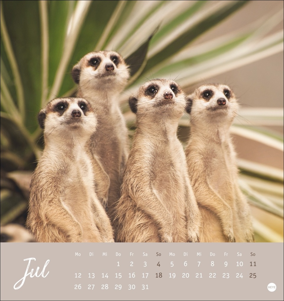 Weitere Ansicht: Erdmännchen Postkartenkalender 2027