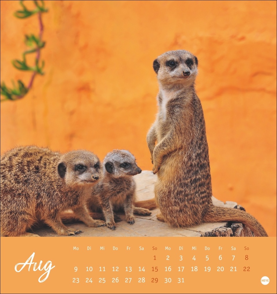 Weitere Ansicht: Erdmännchen Postkartenkalender 2027