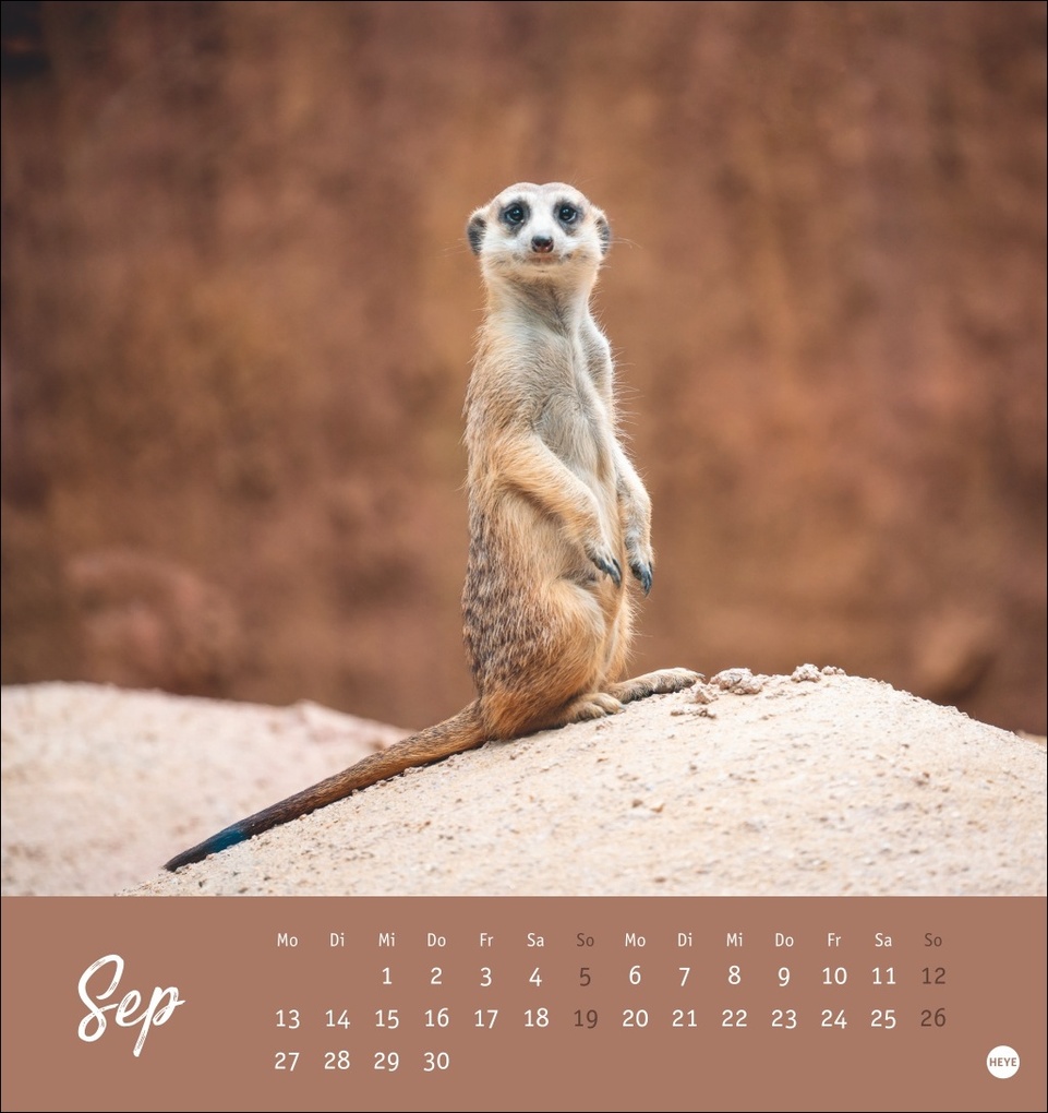 Weitere Ansicht: Erdmännchen Postkartenkalender 2027