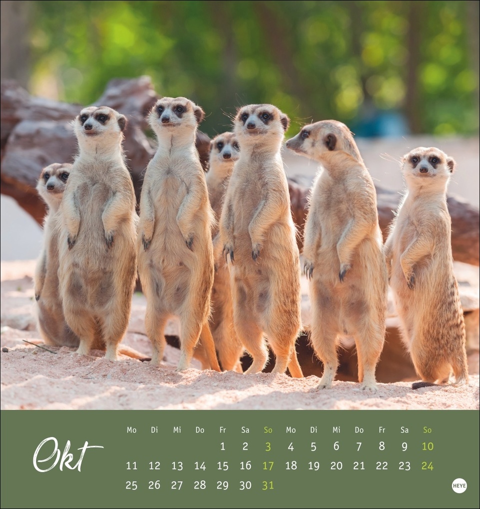 Weitere Ansicht: Erdmännchen Postkartenkalender 2027