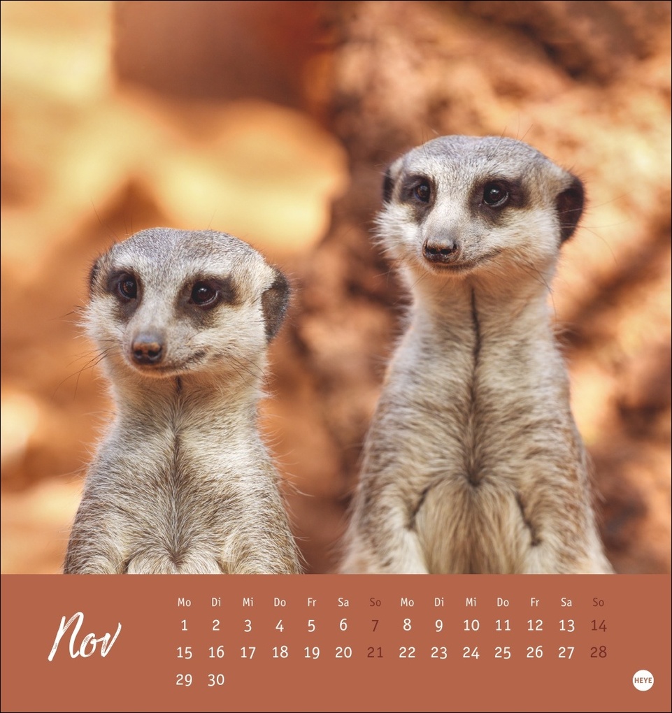 Weitere Ansicht: Erdmännchen Postkartenkalender 2027