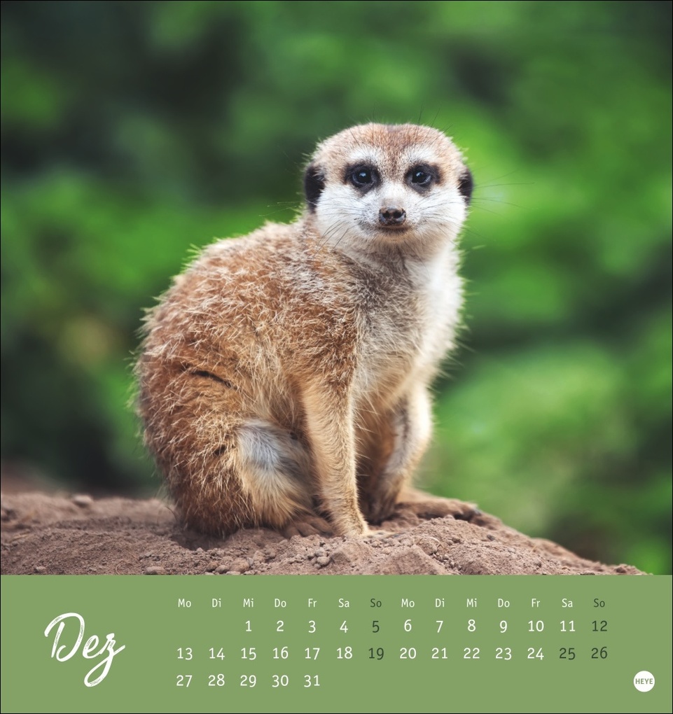 Weitere Ansicht: Erdmännchen Postkartenkalender 2027