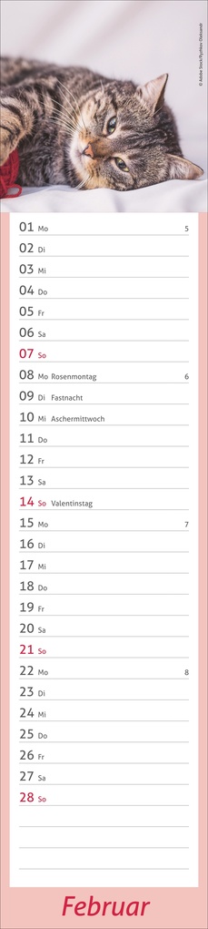 Weitere Ansicht: times&more Katzen Langplaner 2027