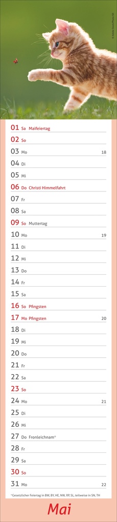 Weitere Ansicht: times&more Katzen Langplaner 2027