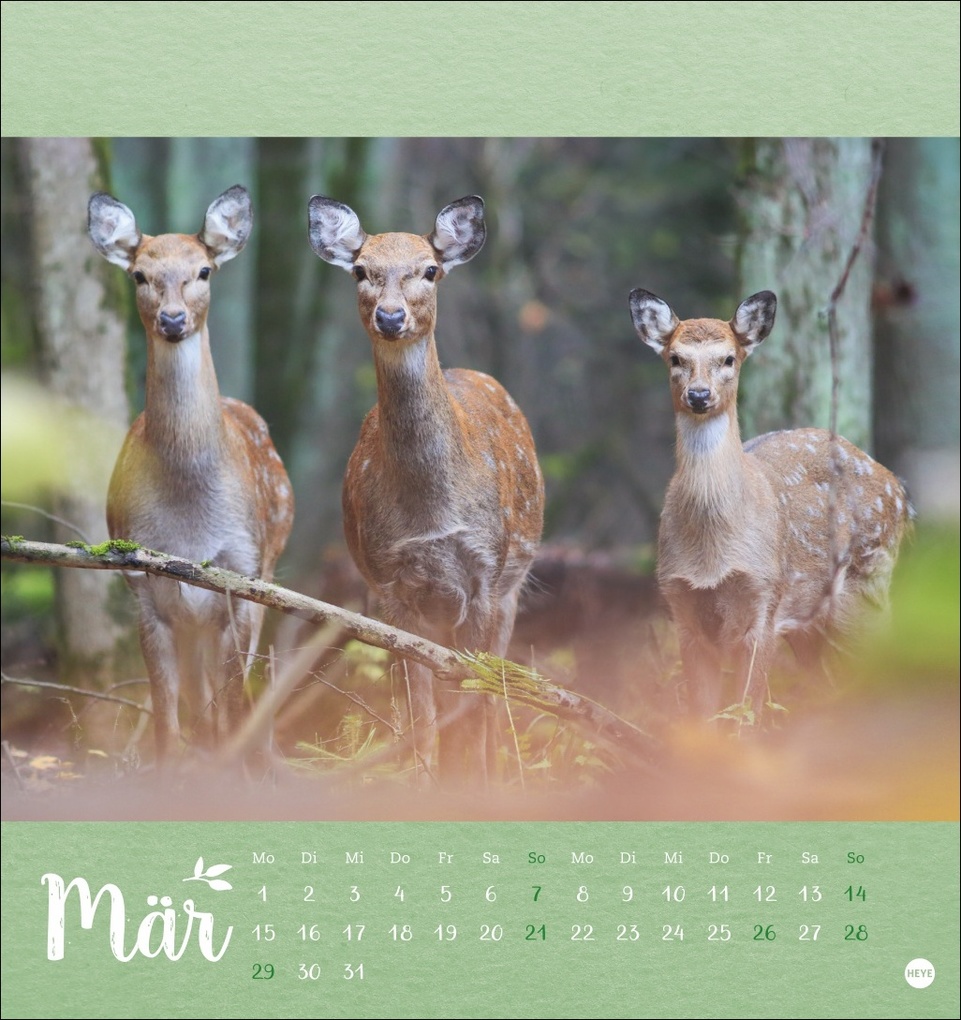 Weitere Ansicht: Vadim Trunov: Märchenhaftes Waldleben Postkartenkalender 2027