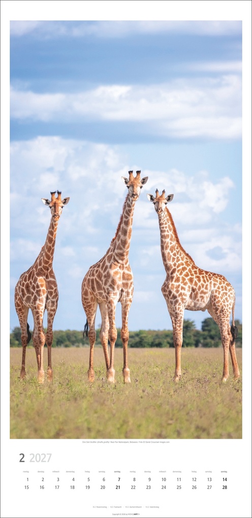 Weitere Ansicht: Giraffen Kalender 2027