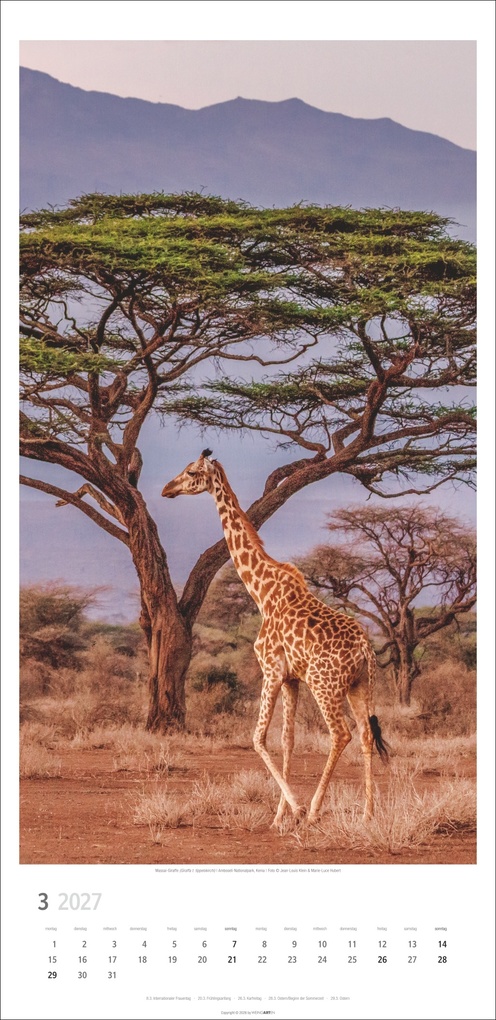 Weitere Ansicht: Giraffen Kalender 2027
