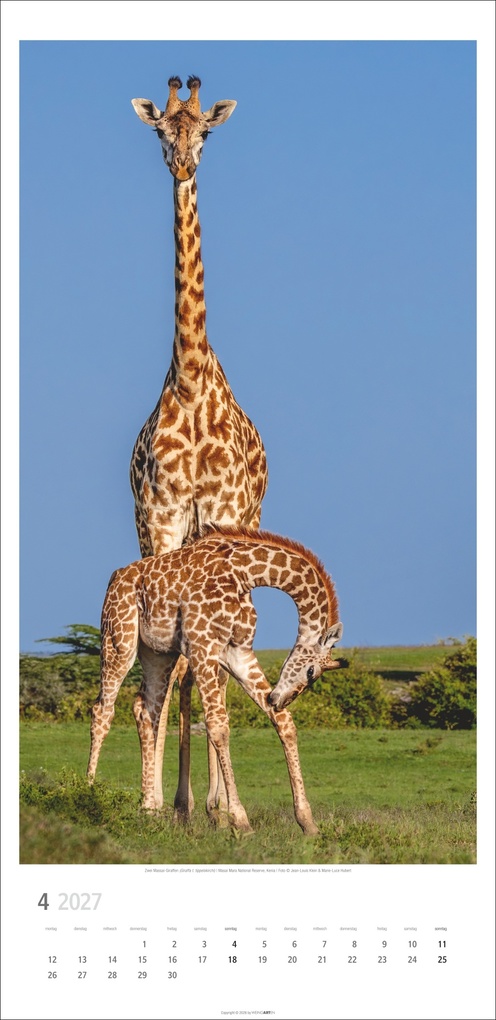 Weitere Ansicht: Giraffen Kalender 2027
