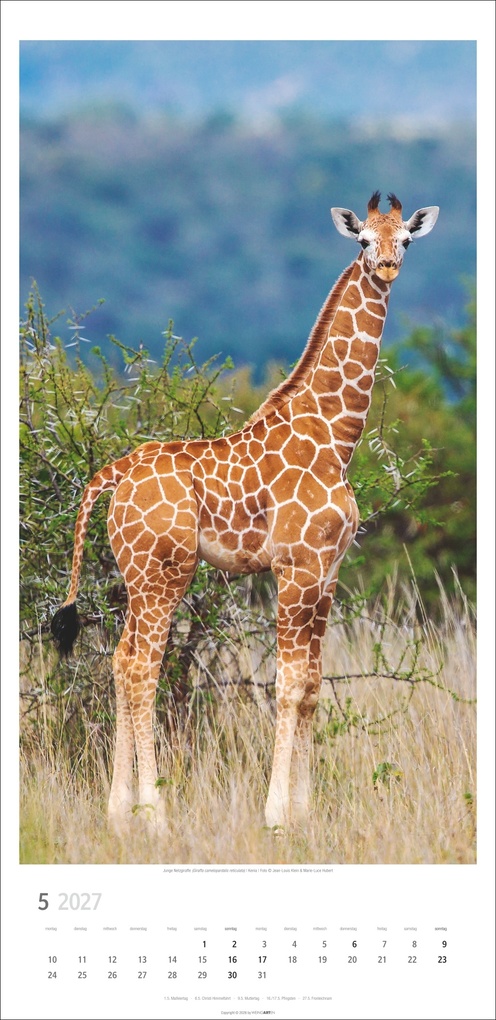 Weitere Ansicht: Giraffen Kalender 2027