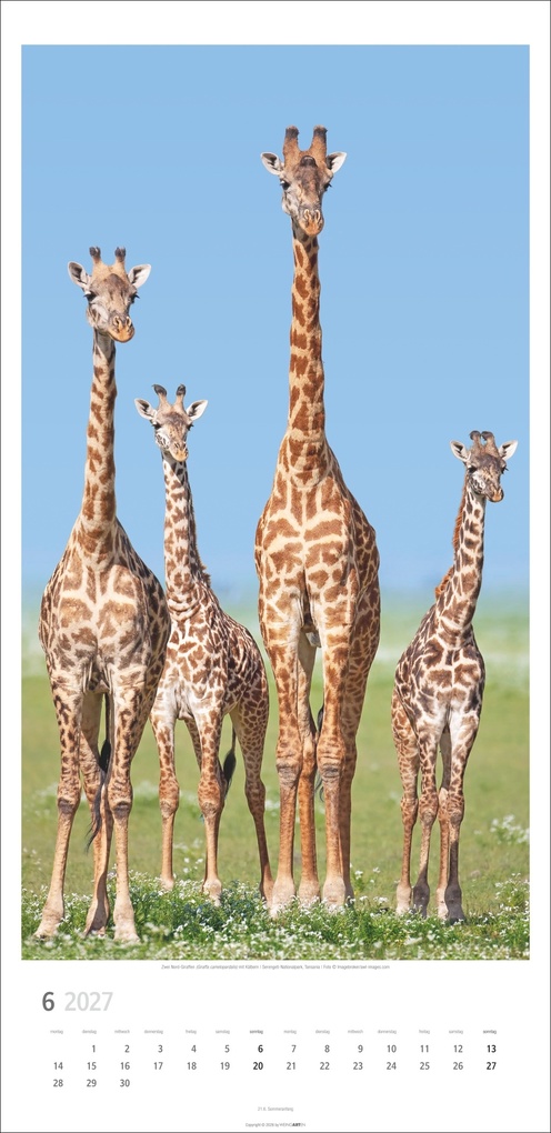Weitere Ansicht: Giraffen Kalender 2027