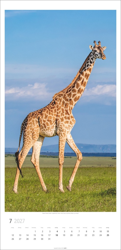 Weitere Ansicht: Giraffen Kalender 2027