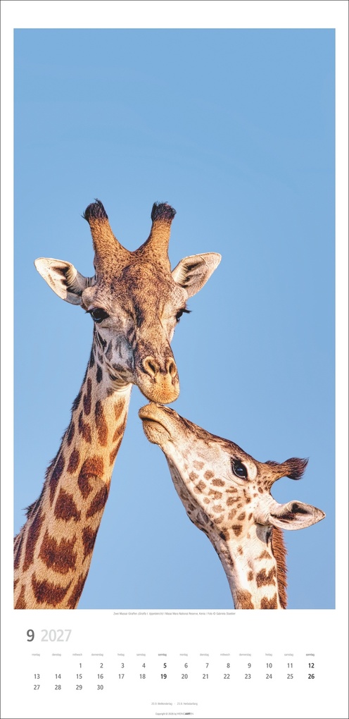 Weitere Ansicht: Giraffen Kalender 2027