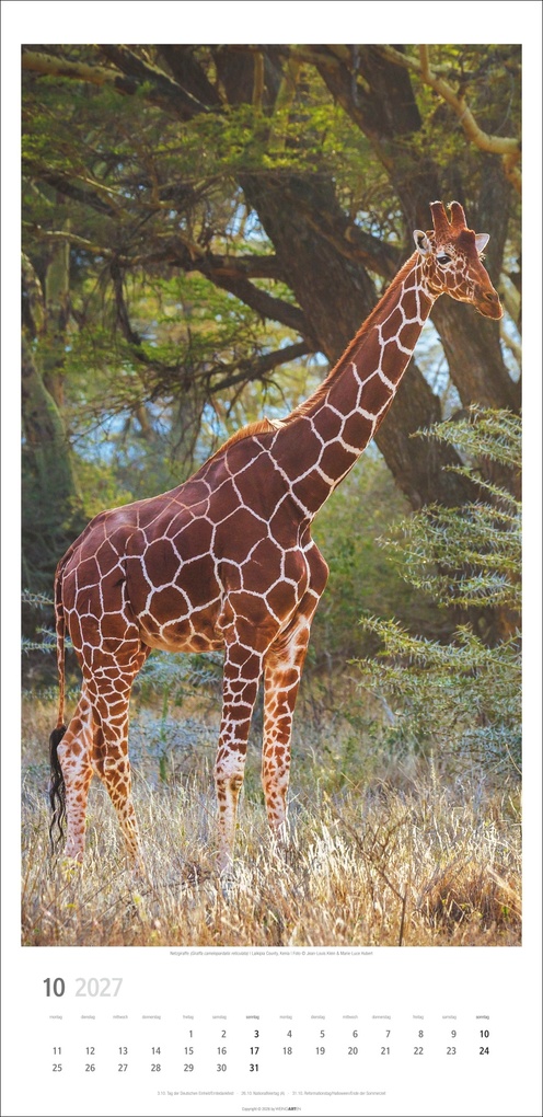Weitere Ansicht: Giraffen Kalender 2027