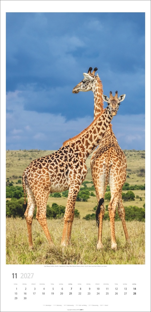 Weitere Ansicht: Giraffen Kalender 2027