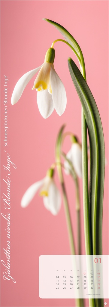 Weitere Ansicht: Magic Flowers Vertical Kalender 2027